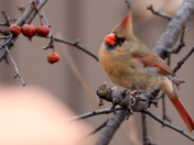 Northern Cardinal