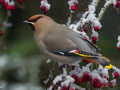 Bohemian Waxwings In Nanaimo