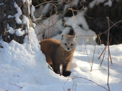 Pine Marten