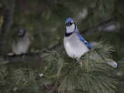 Blue Jay