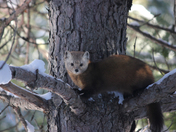 Pine Marten