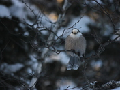 Gray Jay