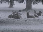 Deer taking cover in the snow storm
