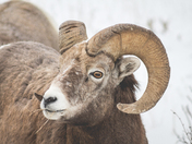 Big Horn Ram