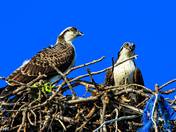 Eye Notice the Difference