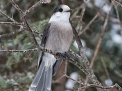 Canadian Grey Jay