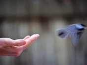 If you love something, set it free