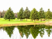 Pines in a lake