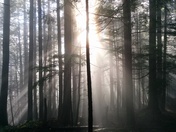 Foggy Forest