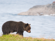 Quiet Morning Grazing 