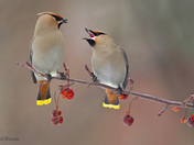 Bohemian Waxwings