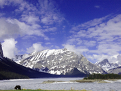 Grizzly in the Big Picture