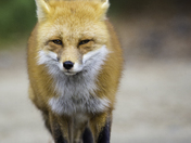 Red Fox Strutting 