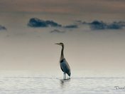 Blue Heron