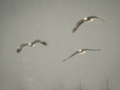 Bald eagle eagles