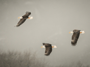 Bald eagle eagles