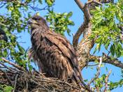 Bald Eagle - Eaglet