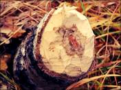 Destruction for construction