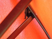 Bat in the Umbrella