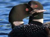 Loons