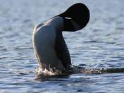 Loon Making a Statement