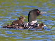 Loon Family