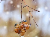 Dethawing winter berries