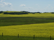 Canola Fields