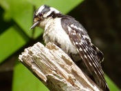 Woodpecker in my yard 