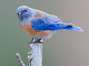 Bluebird