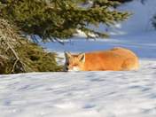 Algonquin Park Fox