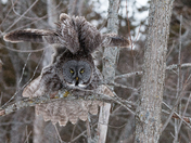 Great Gray Owl morning stretch