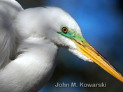 Great Egret