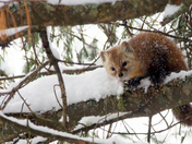 American Marten
