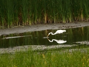 Great Egret Reflection