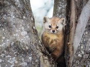 Pine Marten
