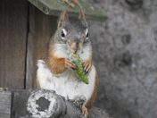 Getting ready for the long Winter ahead !!!!