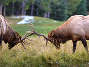 En Garde the Elk Way
