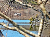 Abandoned house on a lake