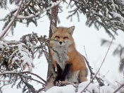 Winter fox in a tree