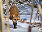 Fox sneaking up on me
