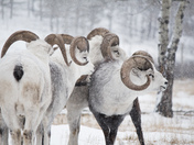 Thinhorn Sheep at the Yukon Wildlife Preserve