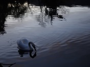 Lonely Swan