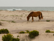 Sable Island Horse
