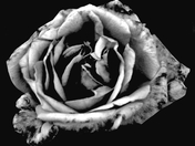 Rose By Any Other Name