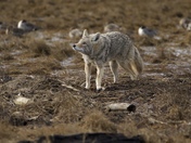 Richmond dyke Coyote
