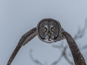 Plaisance National Park is a national park of Quebec