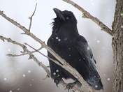 Canadian crow