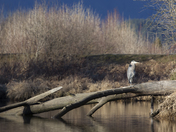 Great Blue Heron Perched on Fallen Tree.