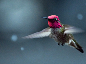 Anna's Hummingbird Caught in a Blizzard
